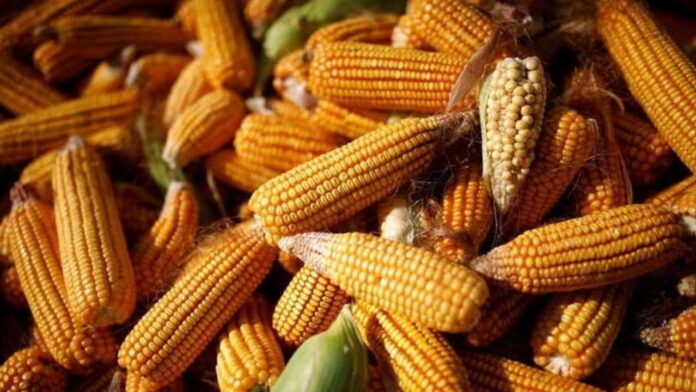 Preoccupazioni dei Consumatori Cinesi sui Cibi Geneticamente Modificati Cina approva nuovi OGM per garantire sicurezza alimentare