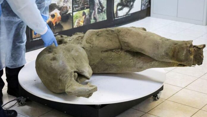 Ricerche e Scoperte nel Laboratorio del Museo dei Mammut di Yakutsk Scoperto un mammut giovanile quasi intatto in Siberia