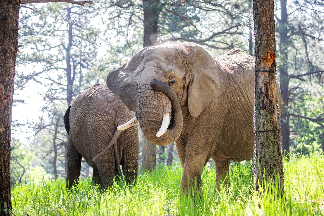 source:Independent - Argomentazioni del Nonhuman Rights Project - Missy e Lucky allo zoo di Cheyenne Mountain