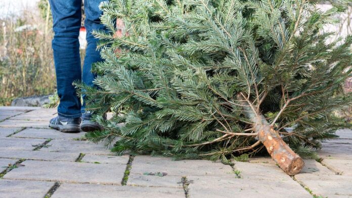 source:SkyNews - Belgio: avviso di non mangiare gli alberi di Natale