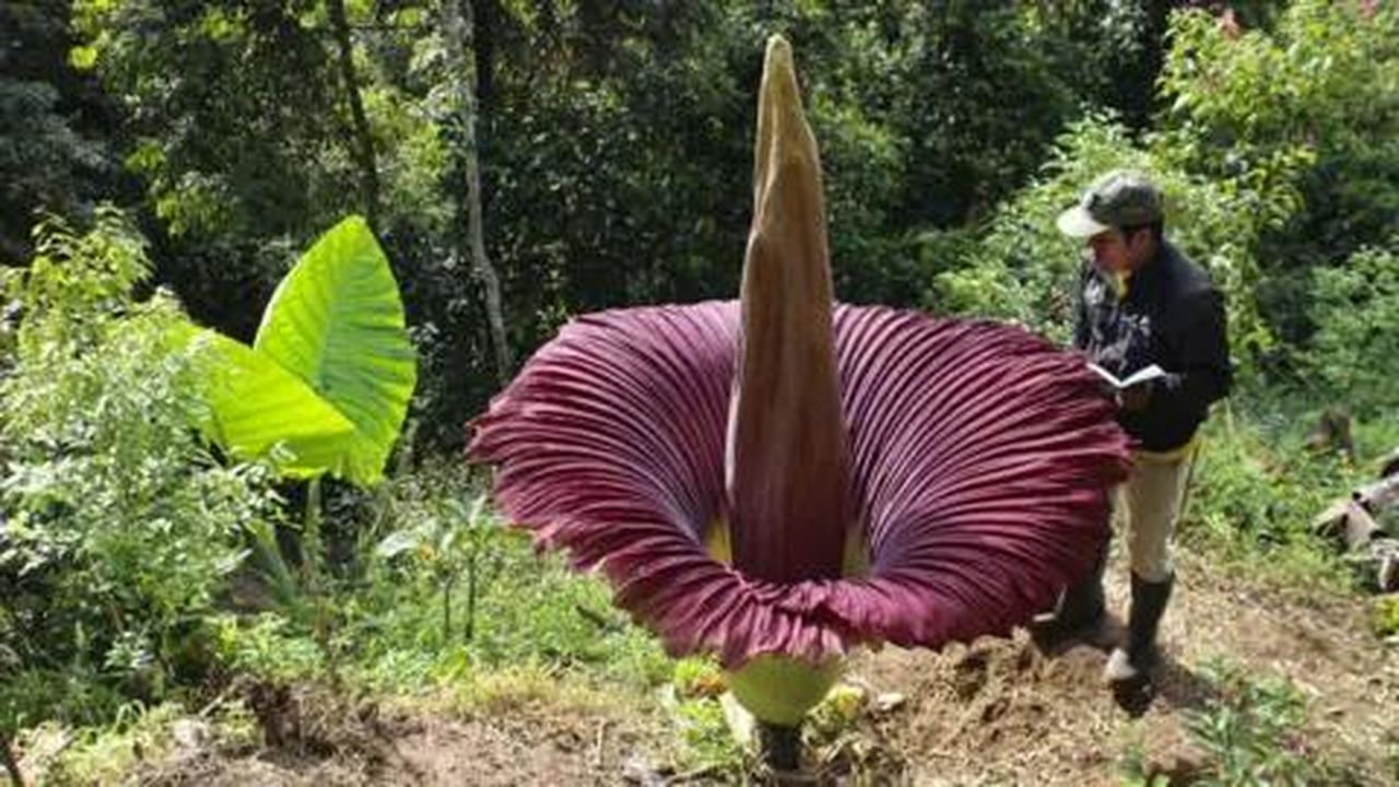 source:BBC World News - Caratteristiche della pianta - Una grande pianta con una gonna maroon e un alto picco marrone