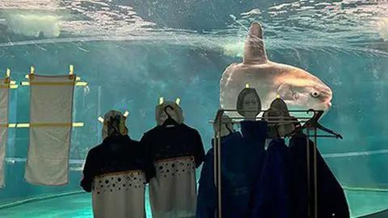 source:BBC World News - Il pesce luna e la sua solitudine - Un pesce luna in un acquario con uniformi e foto di volti umani.