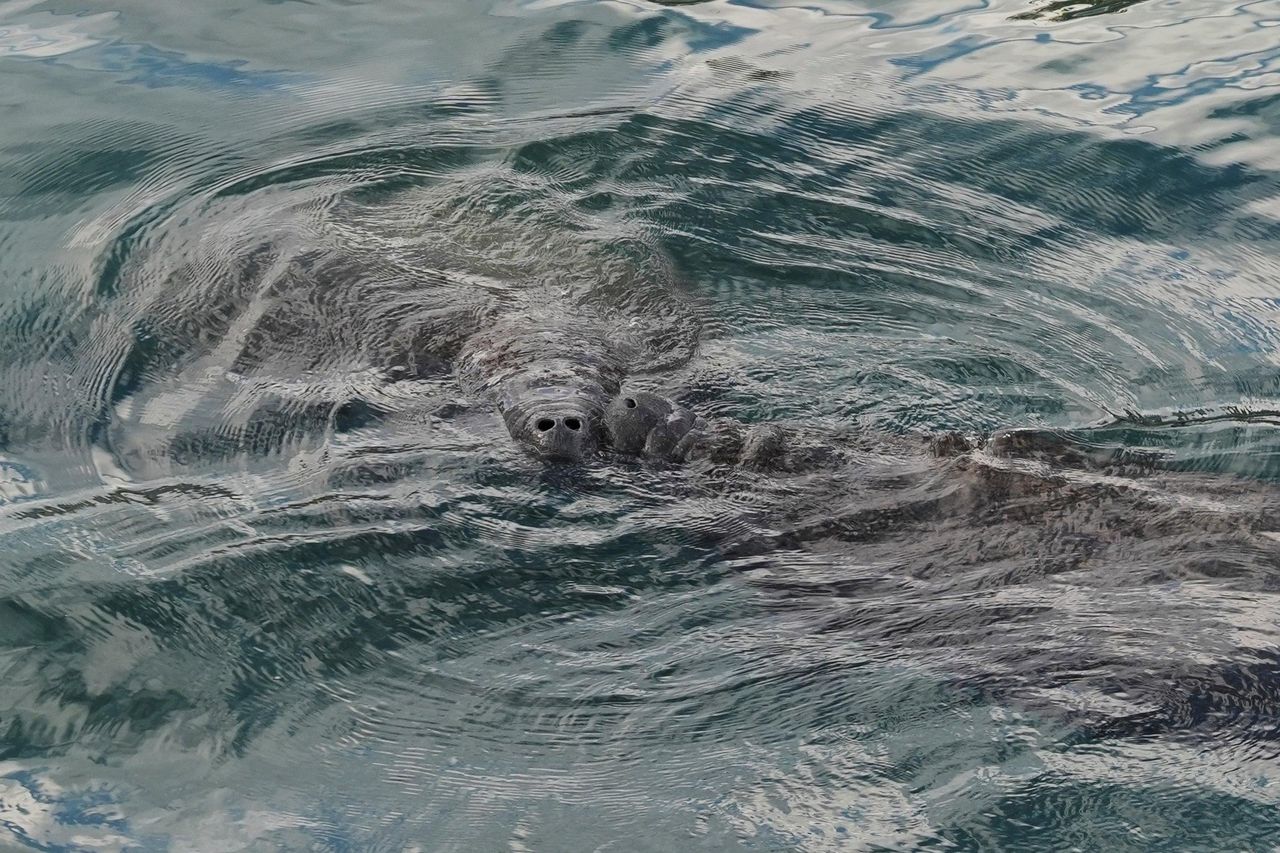 source:Independent - La situazione attuale della popolazione di manatees - Due manatees si toccano il naso mentre respirano in superficie, nella Manatee Lagoon