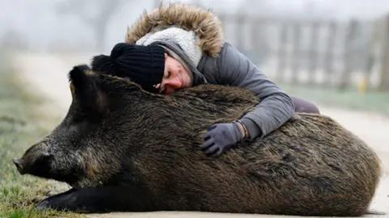 source:BBC World News - La storia di Rillette, il cinghiale salvato - Elodie Cappe abbraccia 'Rillette', un cinghiale che ha salvato da cucciolo nel 2023, seduto a terra