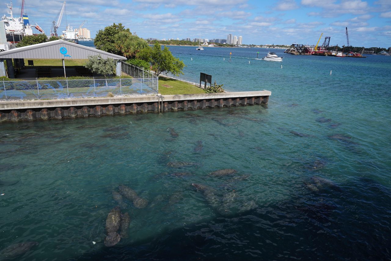 source:Independent - Le manatees e il freddo in Florida - Le manatees si radunano vicino agli scarichi di acqua calda di una centrale elettrica in Florida