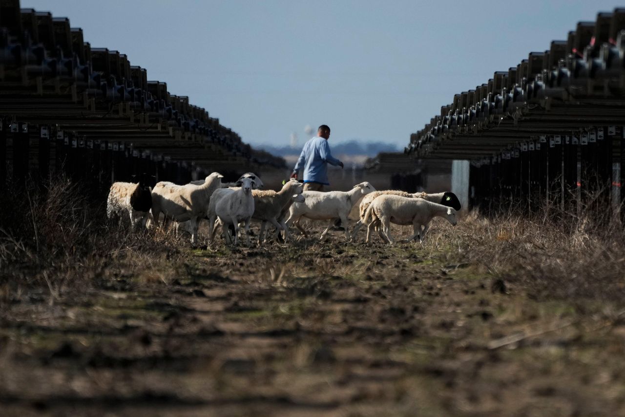 source:Independent - Le pecore come mascotte dell'industria solare - Pecore vicino ai pannelli solari in Texas