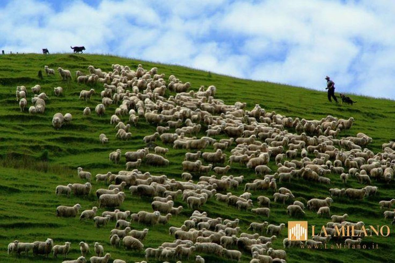 source:lamilano - Misura strategica per l'agricoltura - Genova: "Gestione dei prati e pascoli permanenti", stanziati circa 4 milioni e 227mila euro