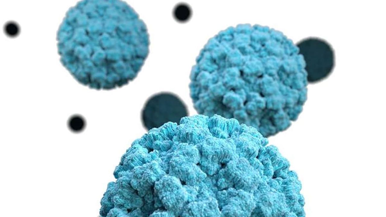 source:Independent - Nuovo ceppo di norovirus G11.17 - Il nuovo ceppo potrebbe spiegare l'aumento dei casi