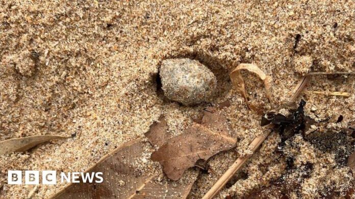 source:BBC World News - Palle misteriose sulle spiagge di Sydney contengono batteri fecali