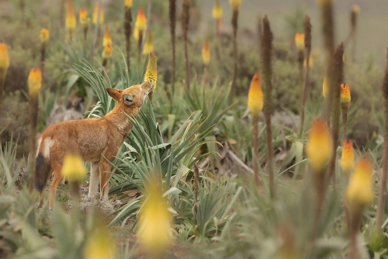 source:TheConversationEU - Ridefinire il ruolo dei carnivori - Lupo che lecca un fiore in un campo