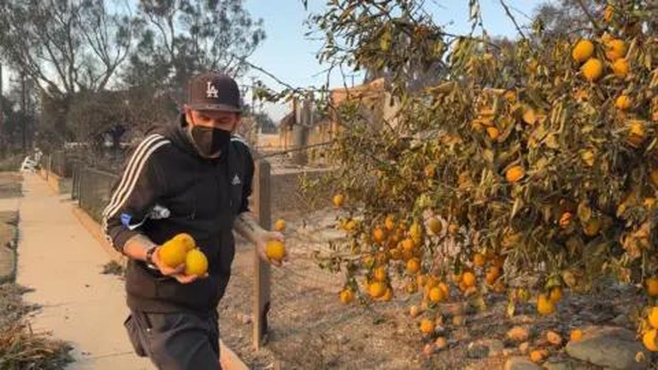 source:BBC World News - Ritrovamenti tra le macerie - Daron raccoglie limoni per ripiantare