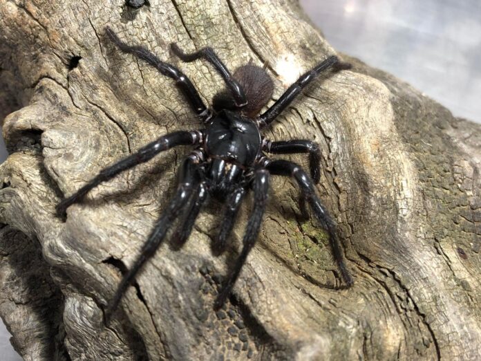 source:Independent - Scoperta una nuova specie di ragno funnel-web in Australia